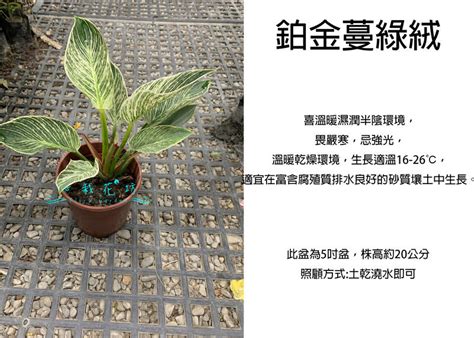 桃花哪裡買|心栽花坊